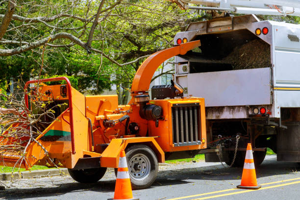 Best Stump Grinding and Removal  in Pine Valley, CA